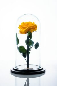 rosa_amarilla_t32