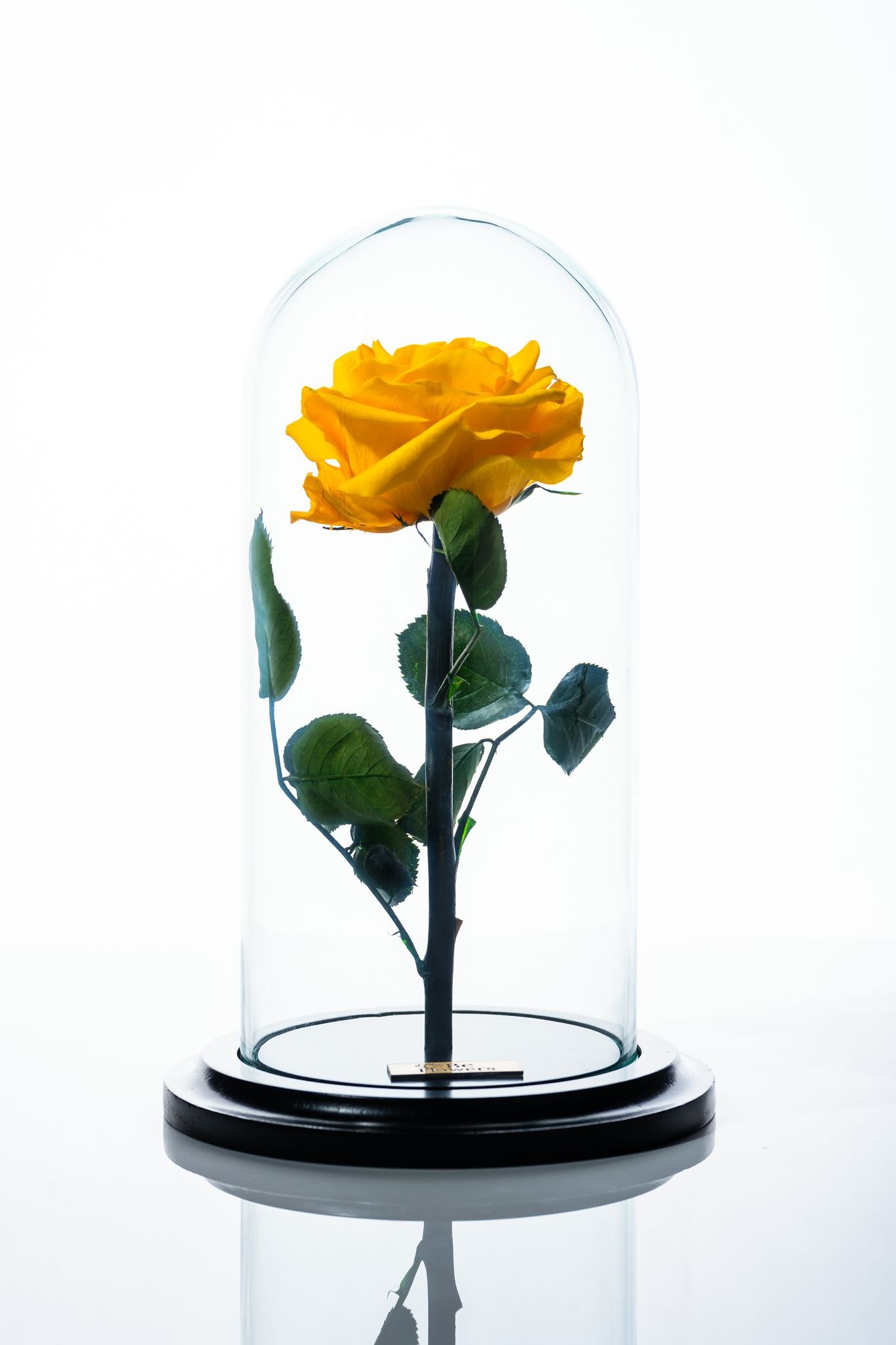 rosa_amarilla_t32