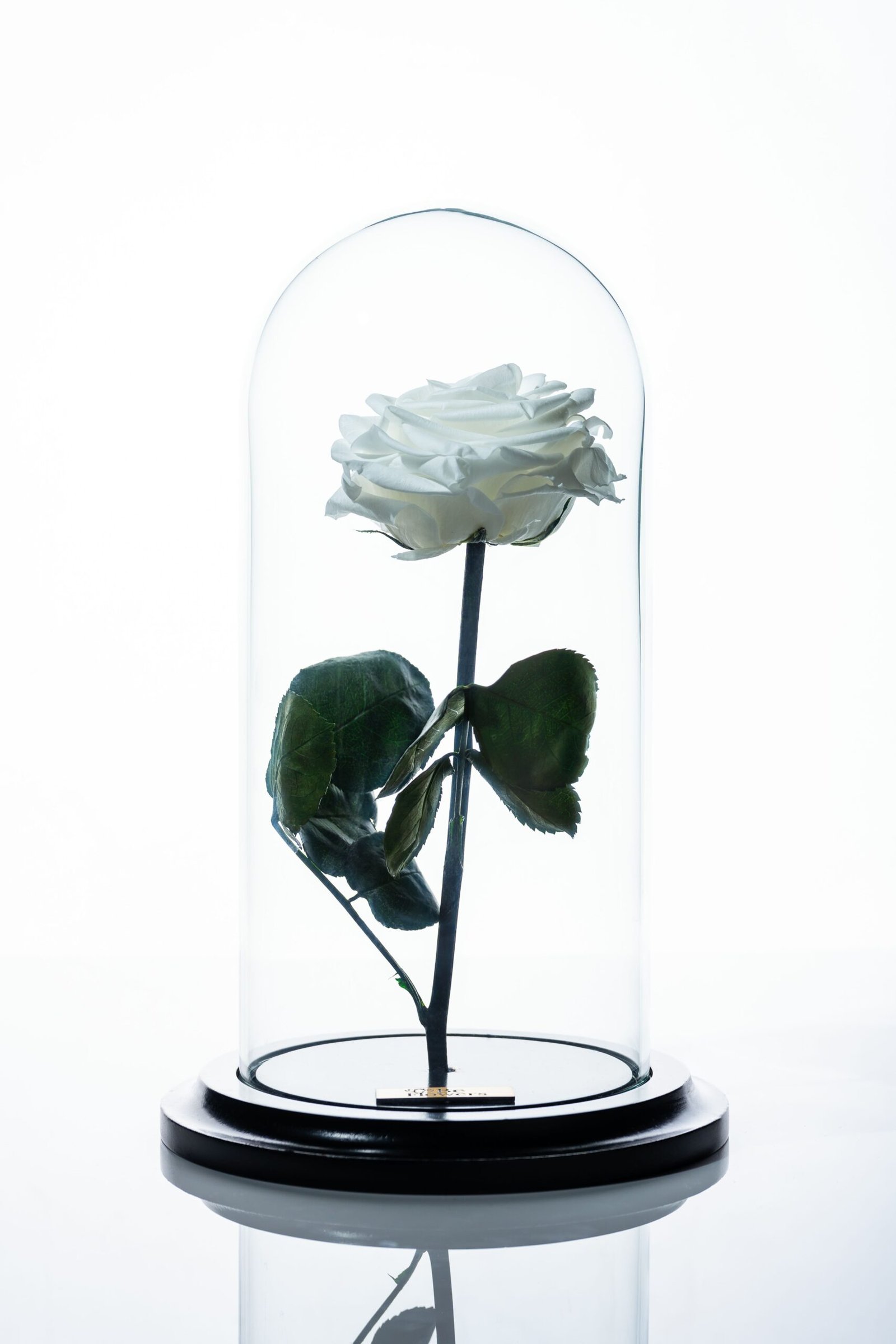 rosa_blanca_t32