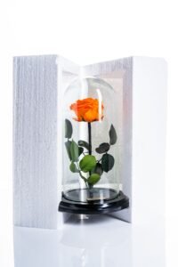 rosa en cupula naranja