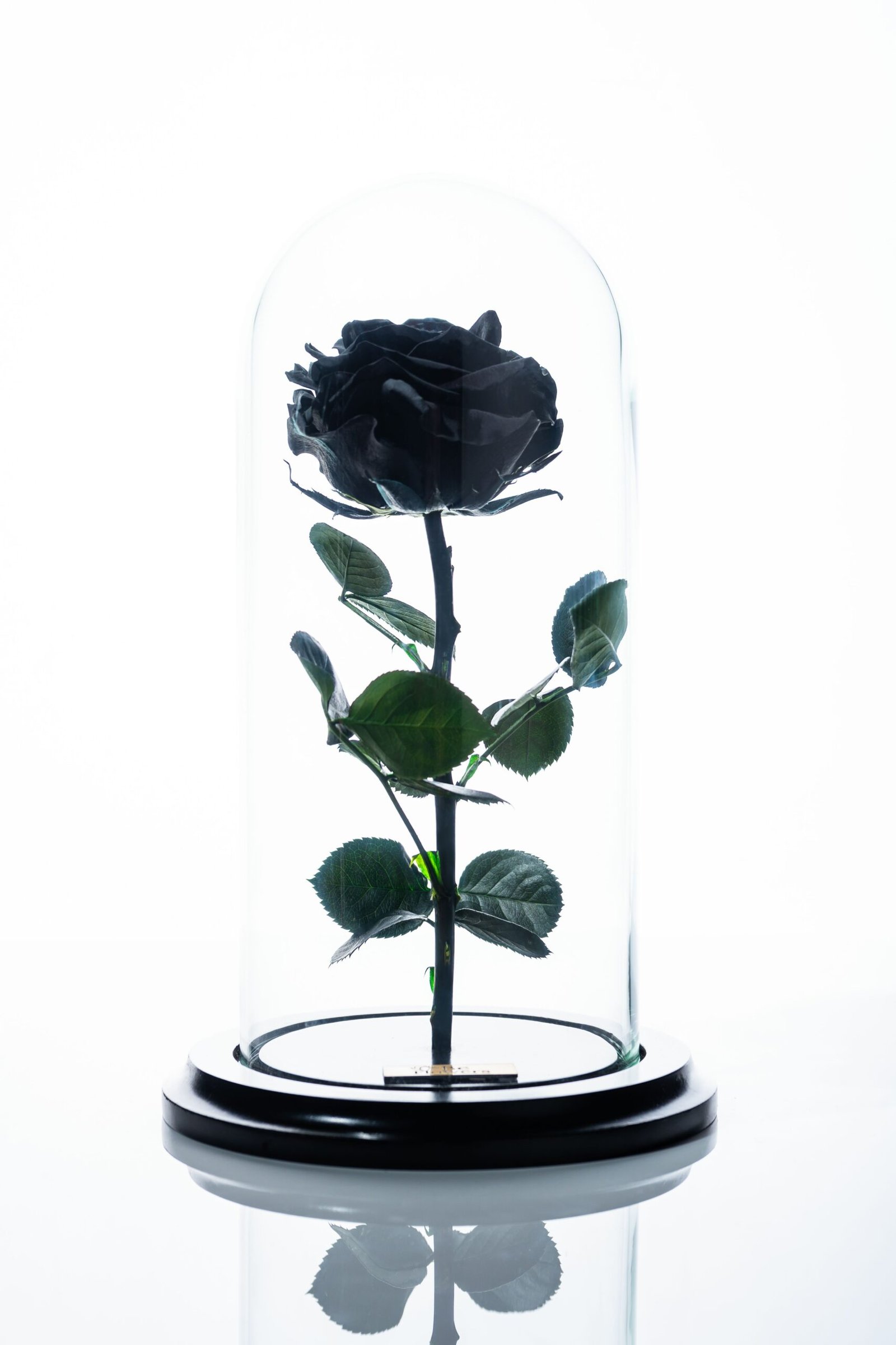 rosa_negra_t32
